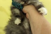 Persian Cats For Sale