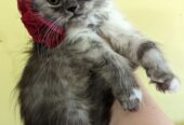 Persian Cats For Sale