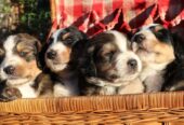 Bernedoodle Puppies For Sale