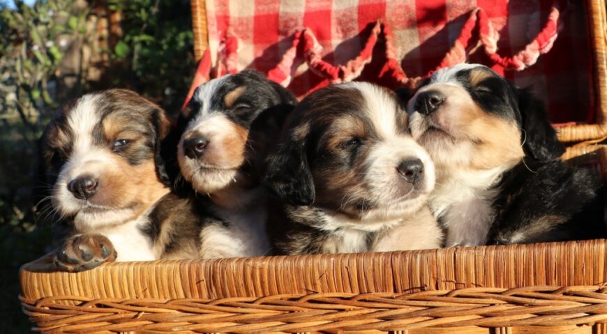 Bernedoodle Puppies For Sale