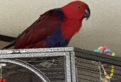 Eclectus Parrot Birds For Sale