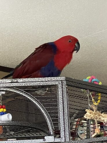 Eclectus Parrot Birds For Sale