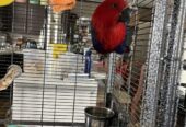 Eclectus Parrot Birds For Sale