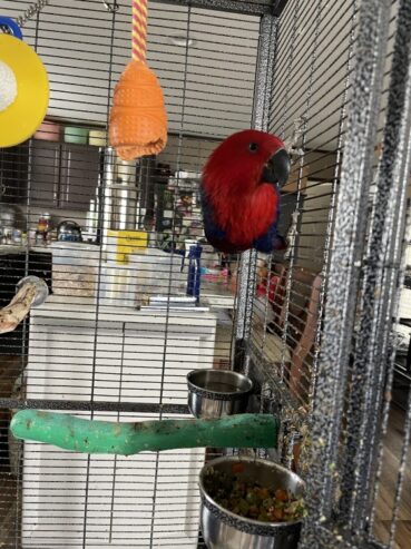 Eclectus Parrot Birds For Sale