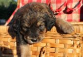 Bernedoodle Puppies For Sale