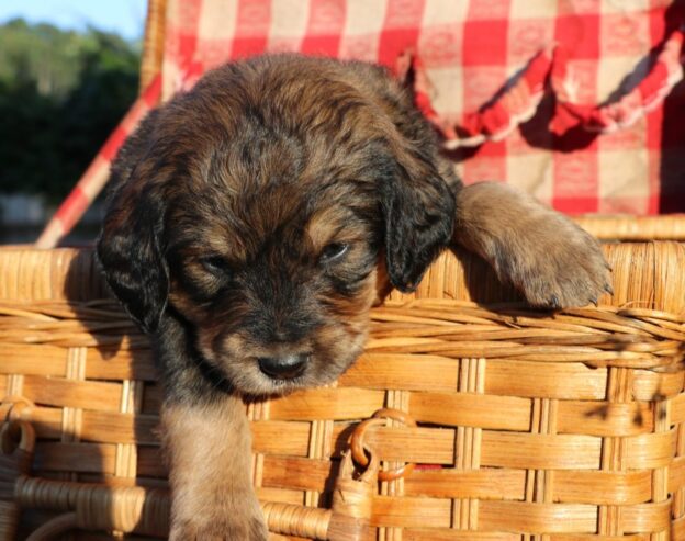 Bernedoodle Puppies For Sale