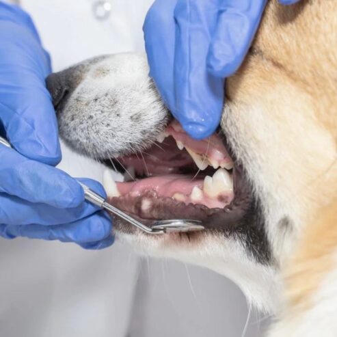 Dog Teeth Cleaning Services Near Charleston, SC