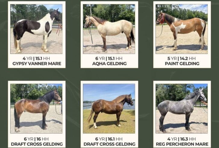 Other Horses For Sale