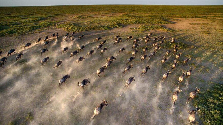 Serengeti National Park Safari