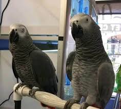 Proven pair of African grey parrots for adoption