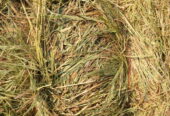 Buy Hay Stacks for Sale | Buy Hay Bales Online | Hay Bales For Sale