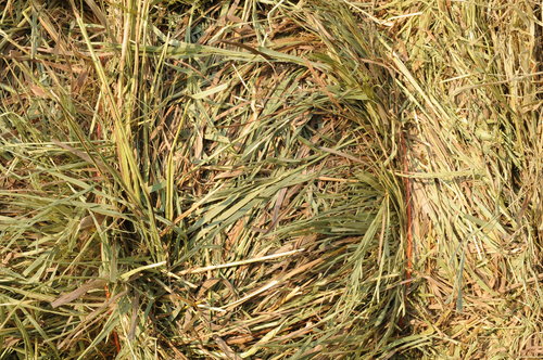 Buy Hay Stacks for Sale | Buy Hay Bales Online | Hay Bales For Sale