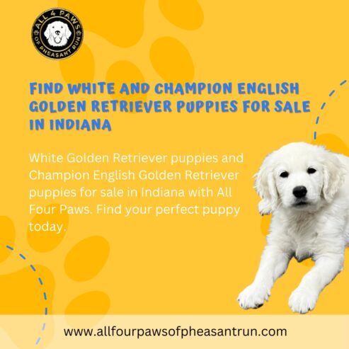 White Golden Retriever Puppies in Indiana – Purebred Quality