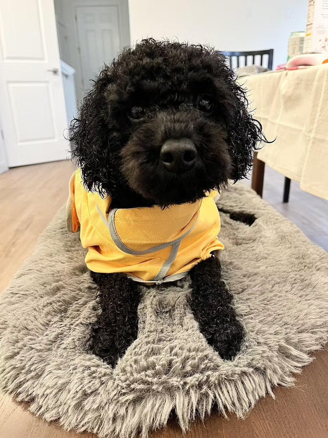 Whose Drying Robe for Dogs Offers the Best Warmth and Absorbency?