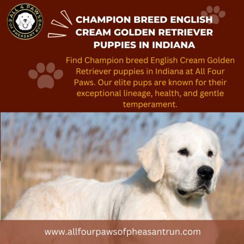AKC Breed with Heart Golden Retriever Breeder in Indiana Offering Quality, Health-Tested Puppies