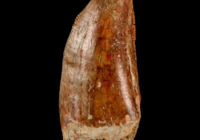 Carcharodontosaurus-Fossil-Teeth-1