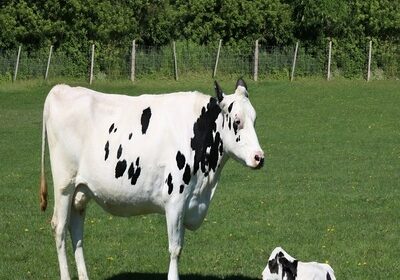 closeup-shot-cow-calf-green-field-with-fence-1