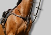 Affordable Horse Tack for All Riders CanterCart