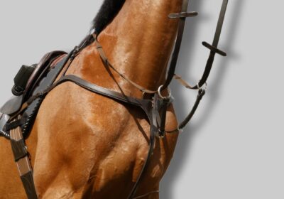 imgi_90_3PointBreastplate2