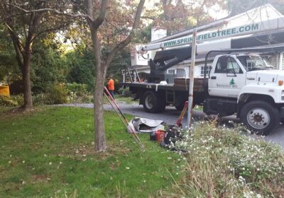 Springfieldtree-Banner-Image