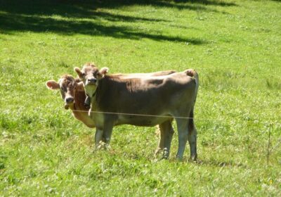 cows-field_1048944-21517688