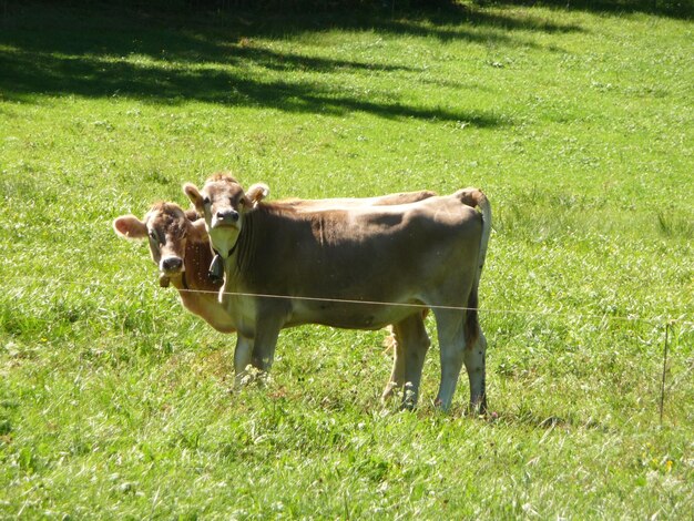 Spotted Park Cattle | Premium Speckle Park Breeding Stock
