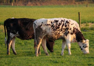 cows-german-meadow_1048944-24616609-1