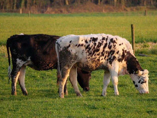 Speckle Park Cows | Premium Breeding Cattle & Genetics