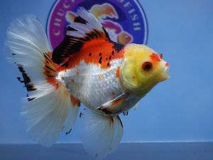 f1940c_ede7933a96544c28802a86902adbcec5mv2