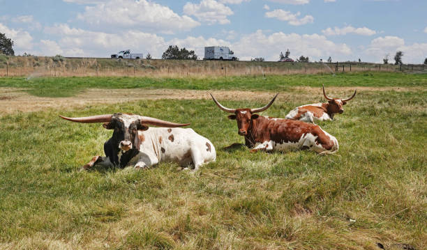 Speckle Park Beef Cattle: Premium Quality Livestock