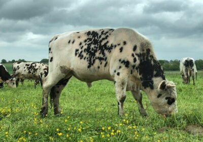 horses-grazing-field_1048944-1627870-1