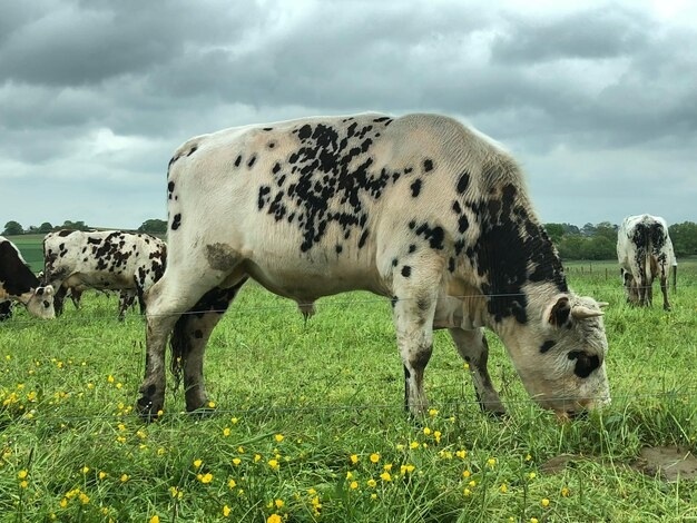 Speckle Park Cattle | Premium Breeding Stock & Genetics