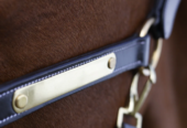 Premium Leather Halter for Horses | CanterCart