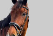 Best Horse Tack Shop Online | CanterCart