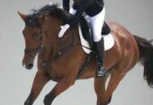 Best Horse Tack Shop Online | CanterCart