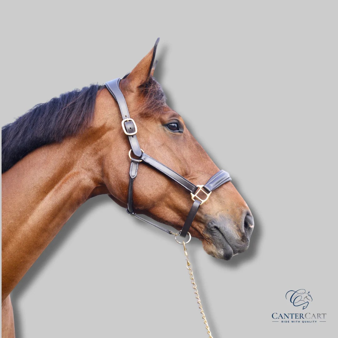 Premium Leather Halter for Horses | CanterCart
