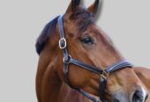 Premium Leather Halter for Horses | CanterCart