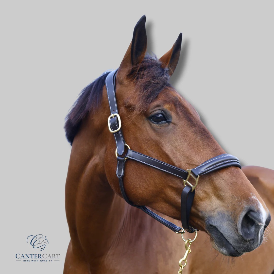 Premium Leather Halter for Horses | CanterCart
