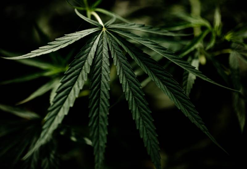 Cannabis Delivery New Rochelle