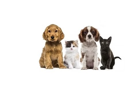 Cheapest Vet in Victoria BC