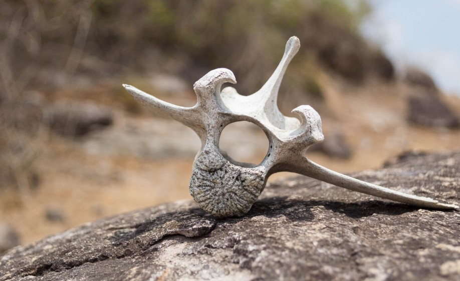 Ancient Giants of Land and Sea – The Connection Between Dinosaur Fossils and Megalodon Teeth