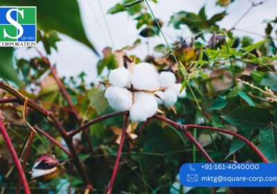 Top-Spinning-Units-Revolutionizing-Yarn-Quality-in-India