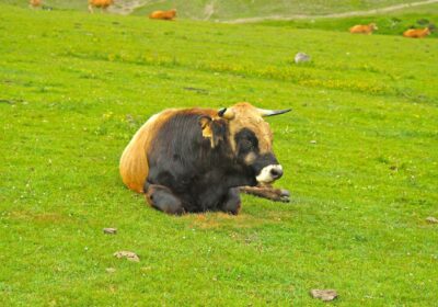 cow-field_1048944-30687498-1