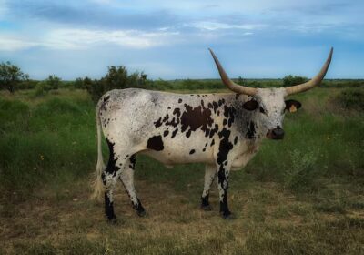 cow-standing-grassy-field-against-cloudy-sky_1048944-24131208-1