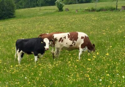 cow-standing-grassy-field_1048944-29394138-1