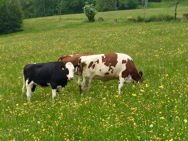 Speckle park cows for Sale | Premium Breeding Stock & Genetics