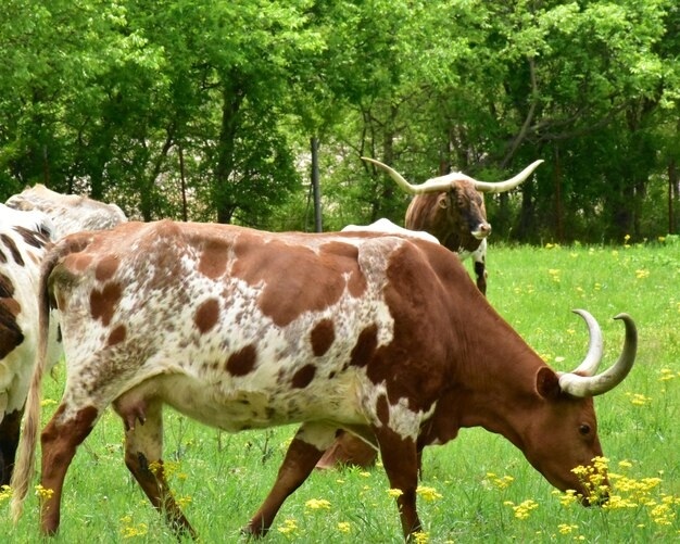 Trestle Creek Speckle Park | Premium Cattle & Genetics