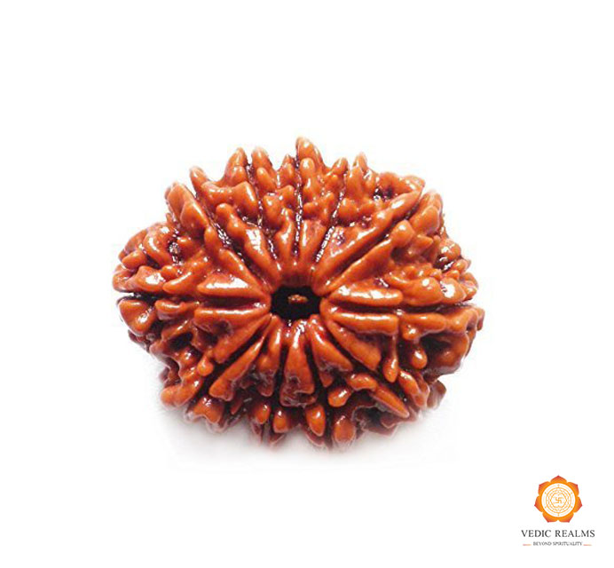 Purchase 11 Mukhi Rudraksha Beads Online