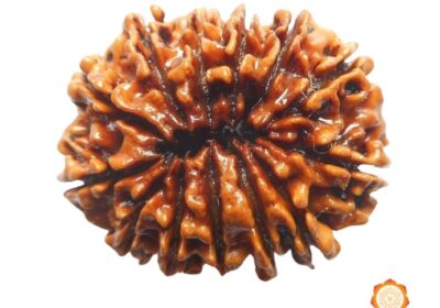 13-Mukhi-Thirteen-Face-Rudraksha-1