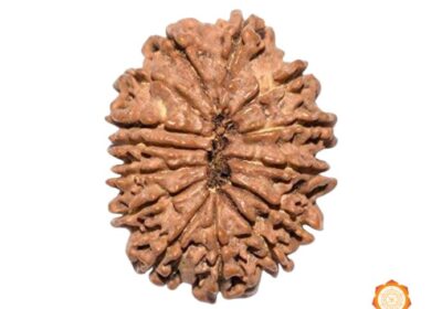 14-Mukhi-Fourteen-Face-Rudraksha